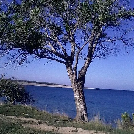 Zoran